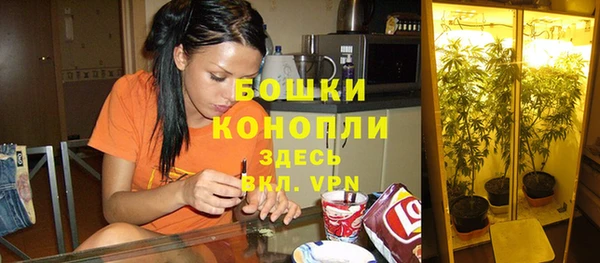 крисы Бородино